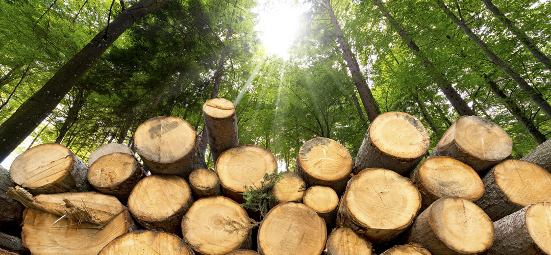 Rusya ve Belarus Menşeli Orman Ürünleri