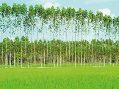 Orman Dışındaki Ağaçlar İçin PEFC Sertifikasyon Çözümleri (TOF)