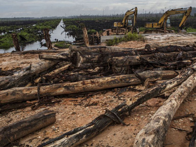 AB, “Ormansızlaşmayı Önleme Yönetmeliği” (EUDR) üzerinde anlaştı.