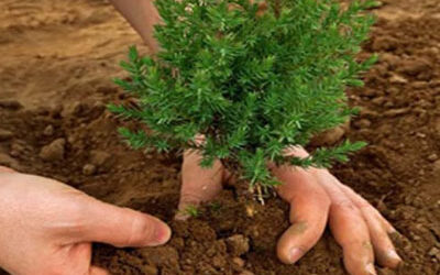 “Yaşlılığında gölgede oturmak istiyorsan şimdi bir ağaç dik.”