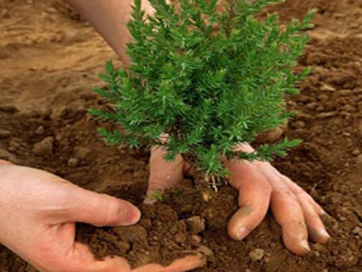 “Yaşlılığında gölgede oturmak istiyorsan şimdi bir ağaç dik.”