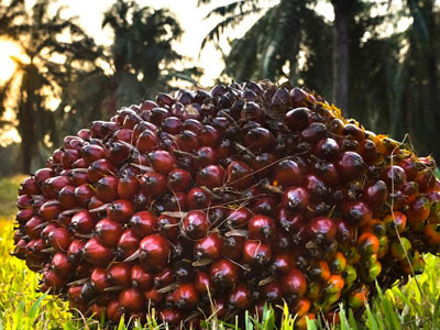 RSPO Sertifikasyon Programı ve AB Ormansızlaştırma Yönetmeliği Gereklilikleri